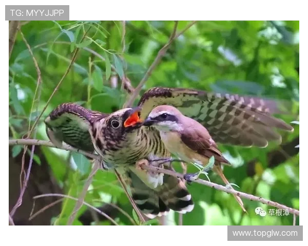杜鹃之巢：当飞羽掠过心田，那一抹温柔的惊鸿